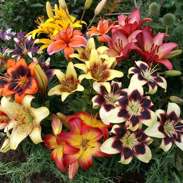 Lys Asiatiques Bicolores Et Mouchetés 12/14 1 Lys Asiatiques Bicolores Et Mouchetés 12/14