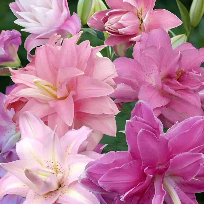 Lys Orientaux Lotus Mélangé 12/14 1 Lys Orientaux Lotus Mélangé 12/14