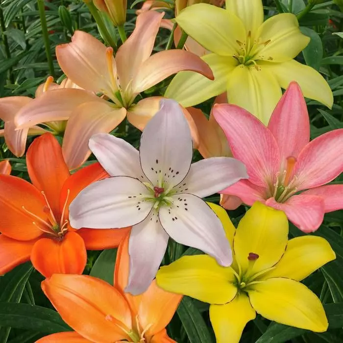 Lys Sans Pollen Melange 12/14 1 Lys Sans Pollen Melange 12/14