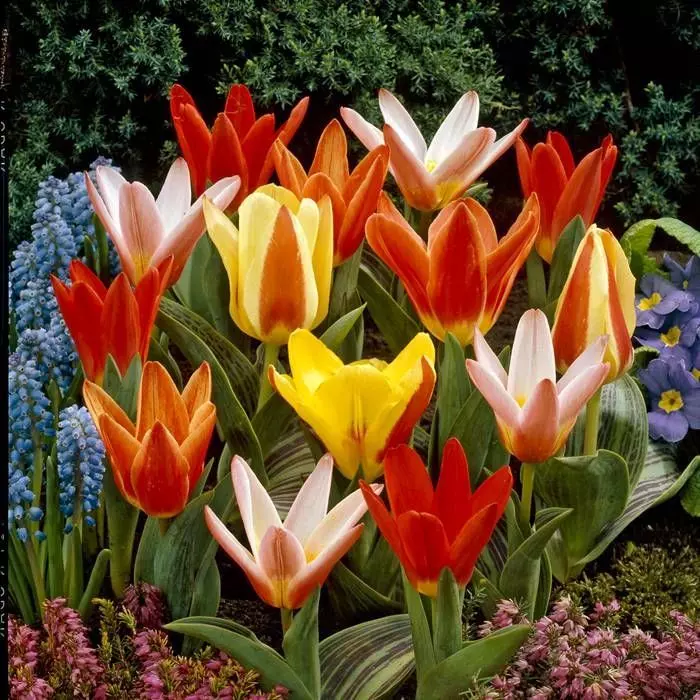 Tulip Kaufmanniana 1 Tulip Kaufmanniana