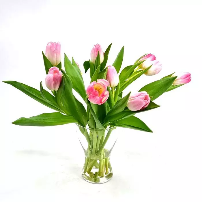 Tulipes Fosteriana Mélangées 1 Tulipes Fosteriana Mélangées