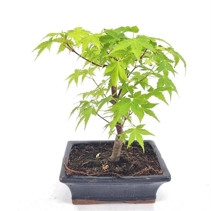 Bonsai Acer Palmatum Green 20 Cm Pot 1 Bonsai Acer Palmatum Green 20 Cm Pot