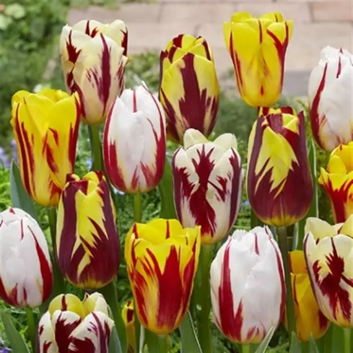 Tulipe Triomphe Mixte Rainbow X 50 1 Tulipe Triomphe Mixte Rainbow X 50