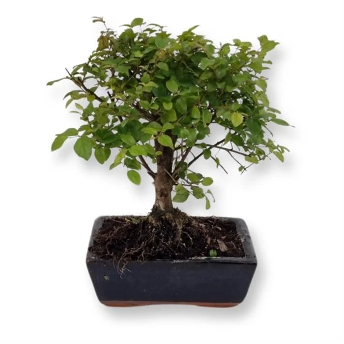 Bonsai Sageretia 15 Cm Pot 1 Bonsai Sageretia 15 Cm Pot