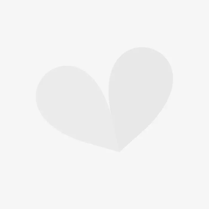 Tulipe Darwin Hybride Impression Mixte 1 Tulipe Darwin Hybride Impression Mixte